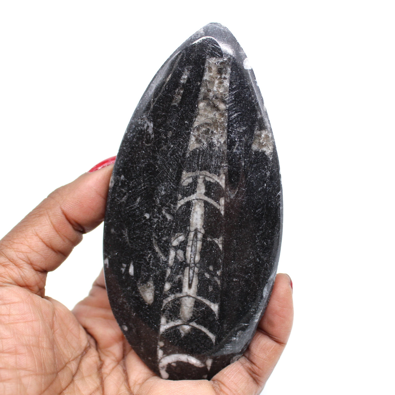 Ortocera fossile