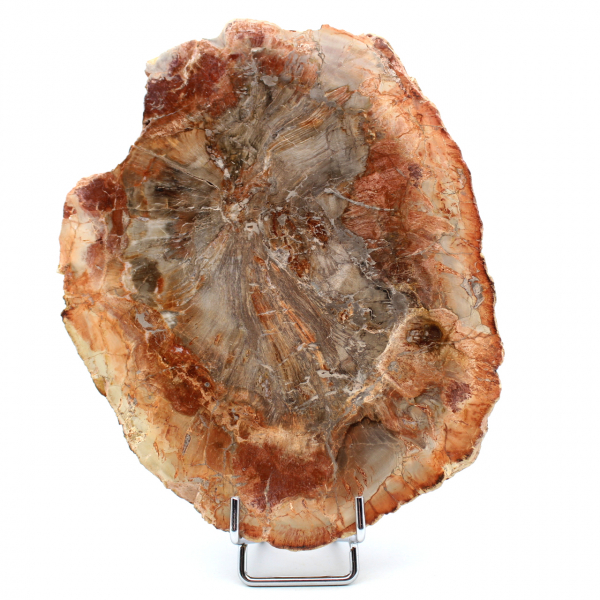 Fetta di legno fossile naturale