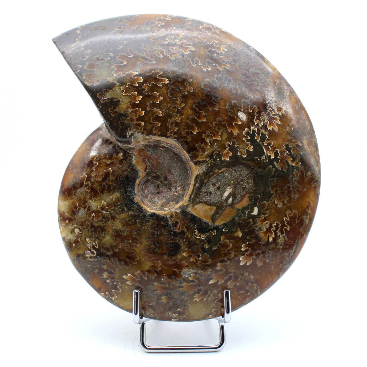 Ammonite naturale intera lucidata