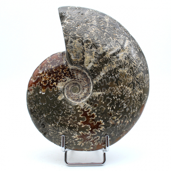 Ammonite completa