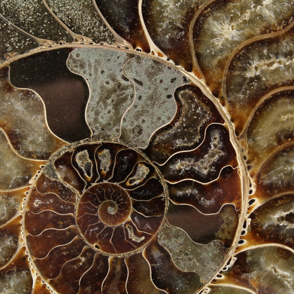 Ammonite fossile del madagascar