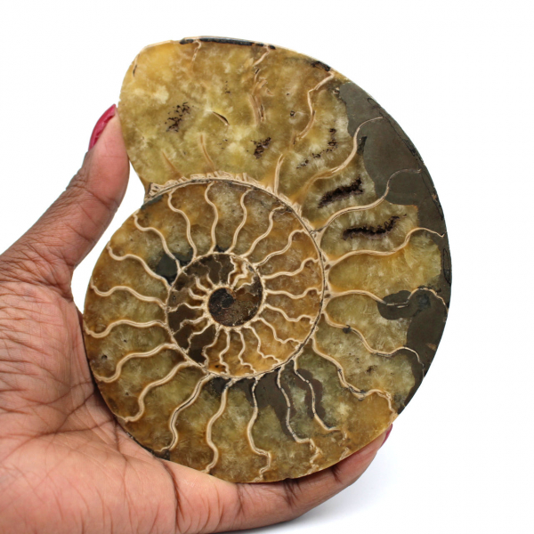 Ammonite naturale fossile