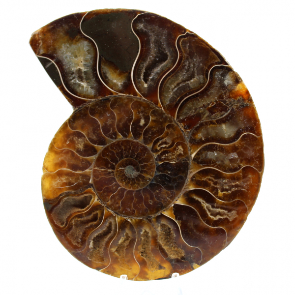 Ammonite lucidata naturale del madagascar