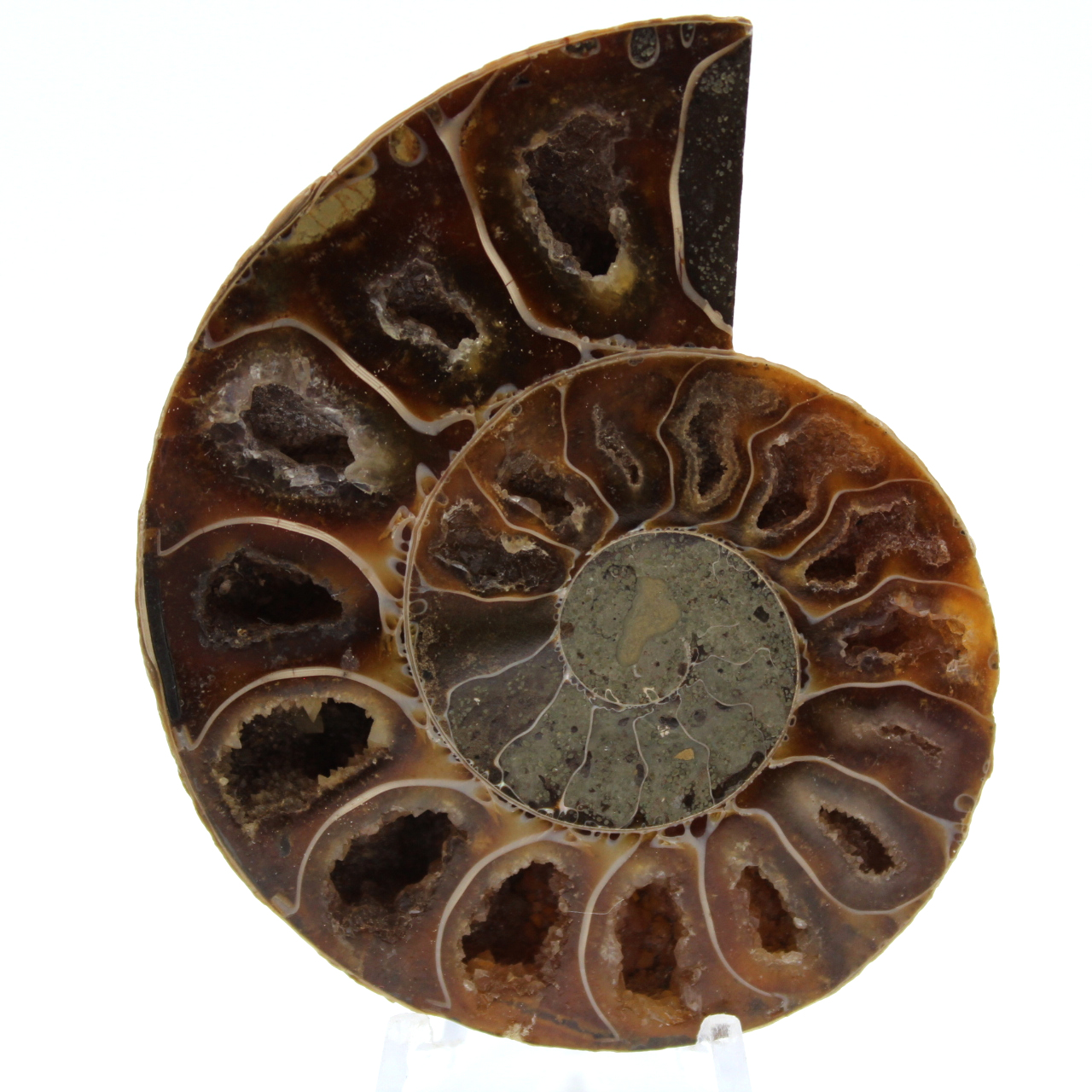 Ammonite fossilizzata lucidata