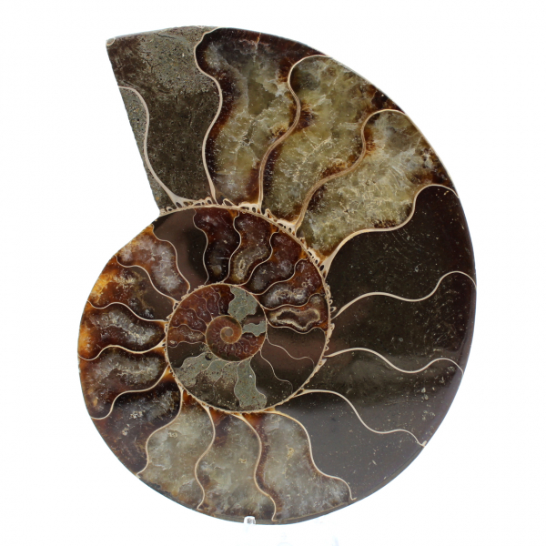 Ammonite fossile del madagascar