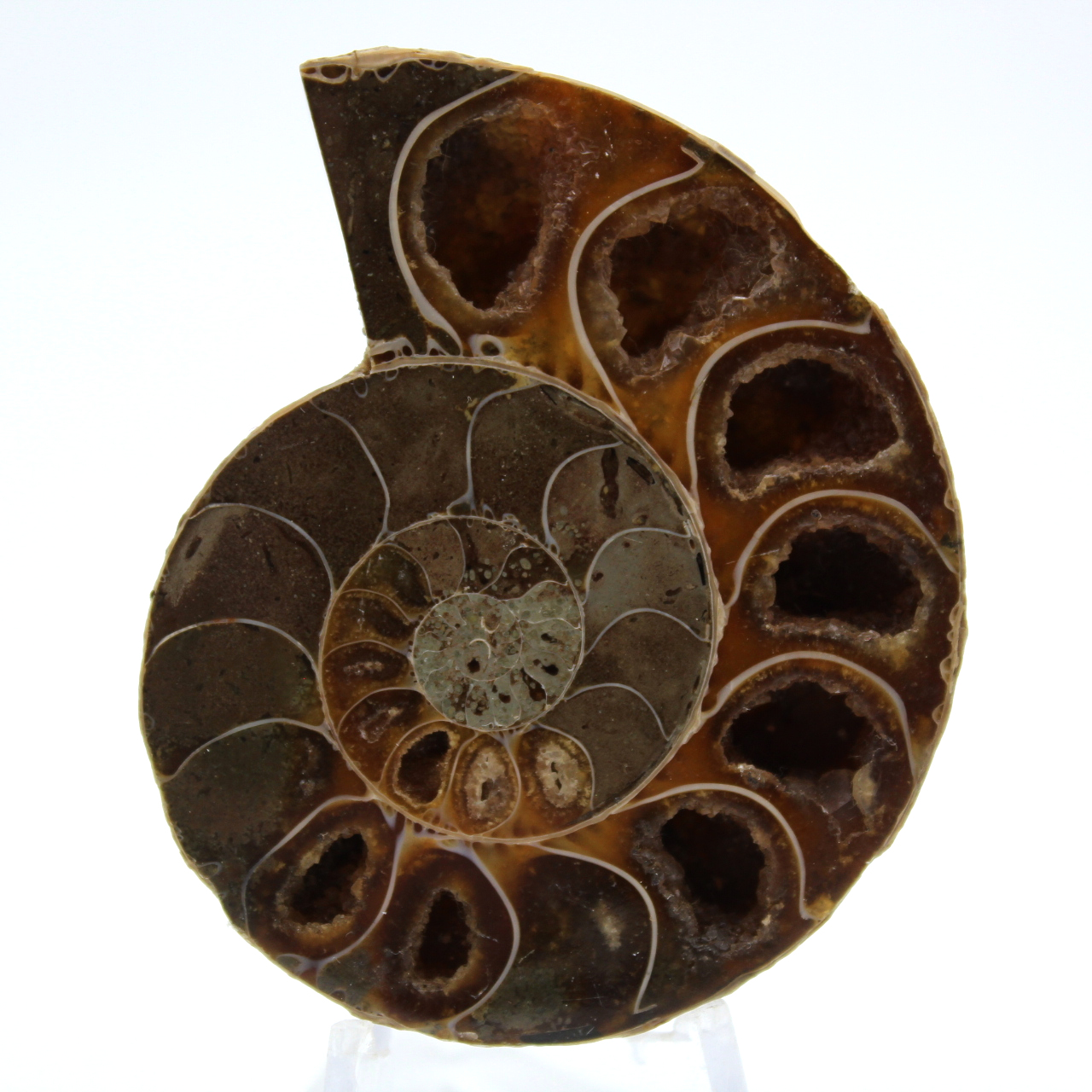 Ammonite lucidata