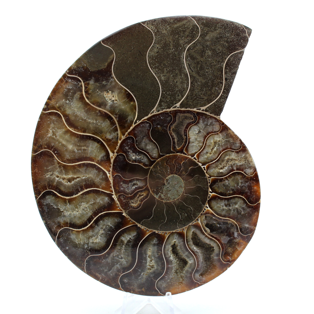 Fossile di ammonite lucidato