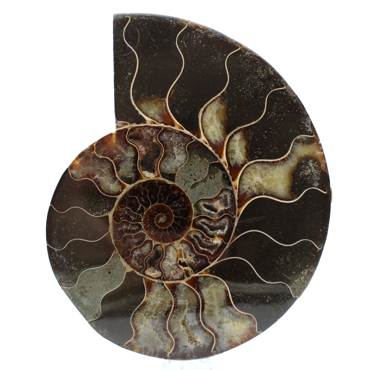 Ammonite lucidata naturale del madagascar