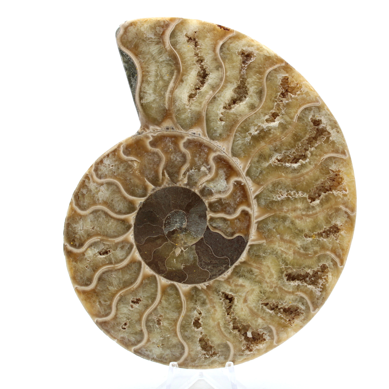 Ammonite fossilizzata lucidata