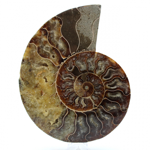 Ammonite naturale lucidata fossile