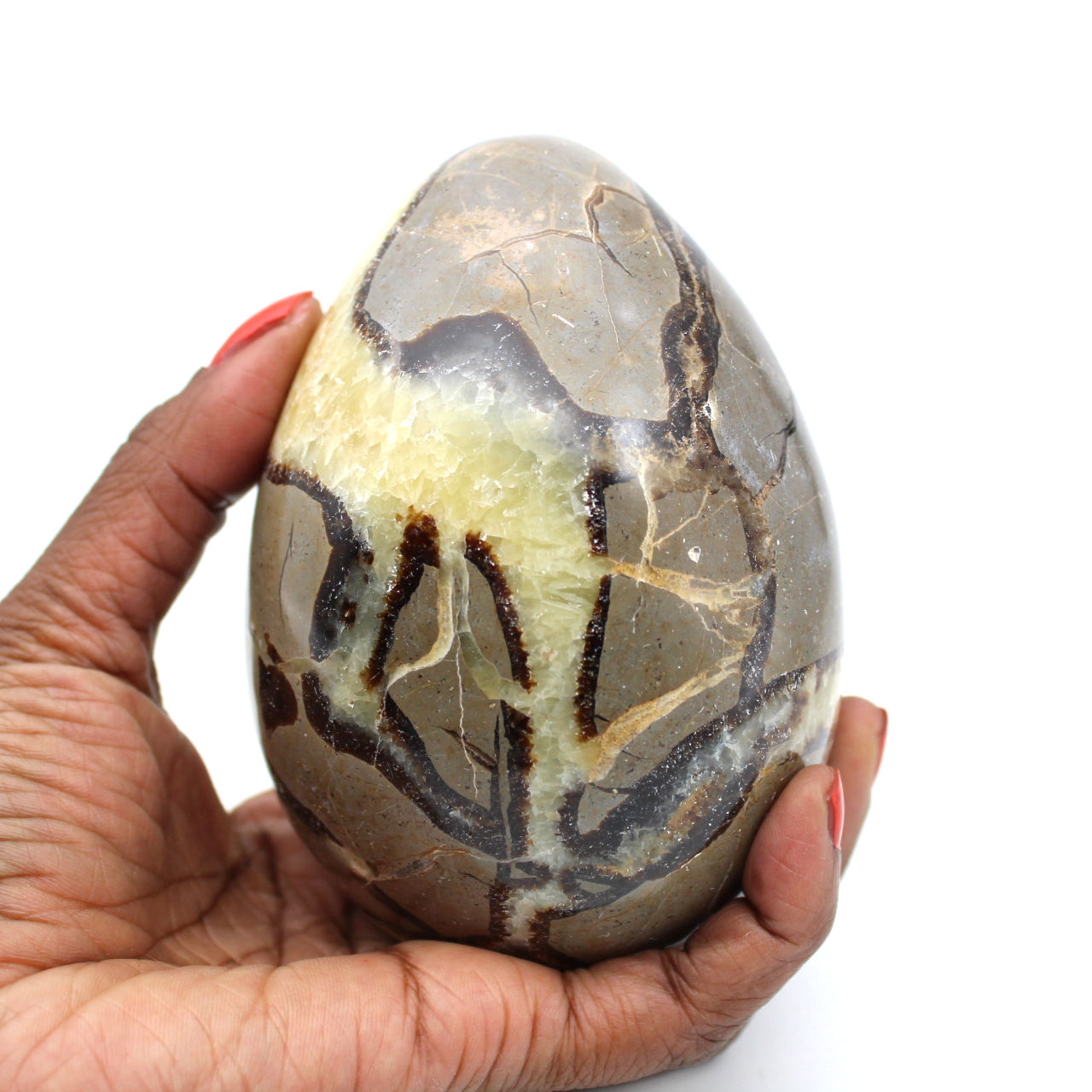 Uovo minerale in septaria