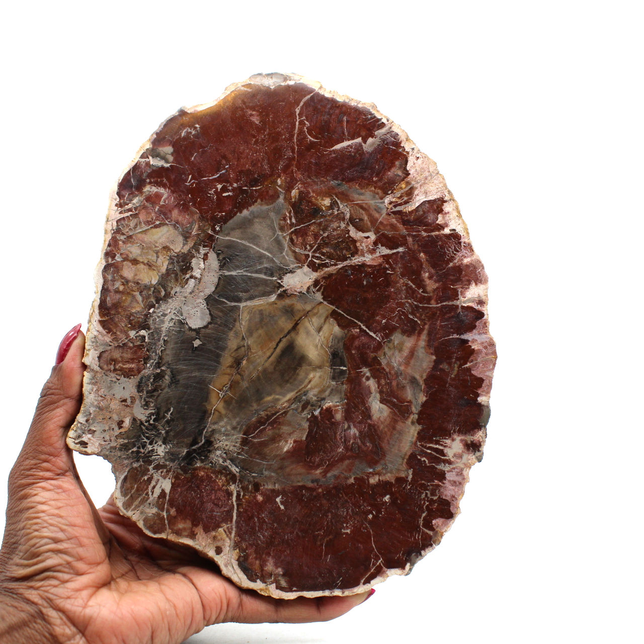 Legno levigato fossilizzato del madagascar
