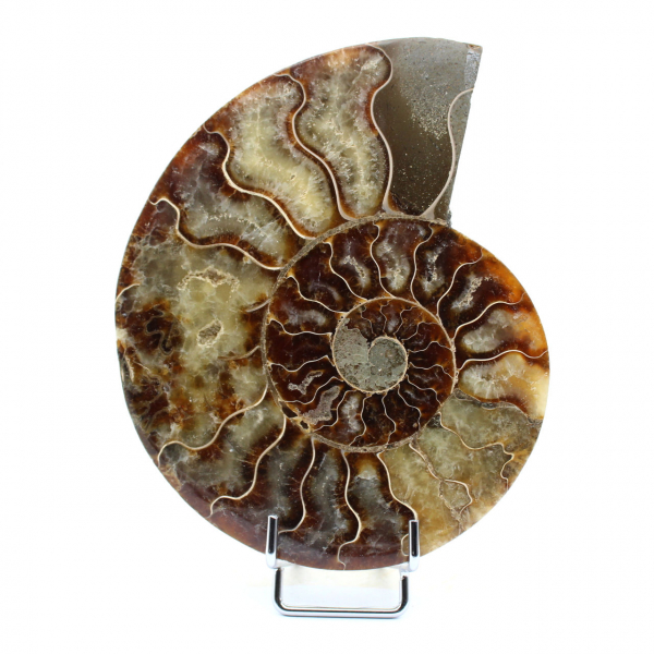 ammonite levigata