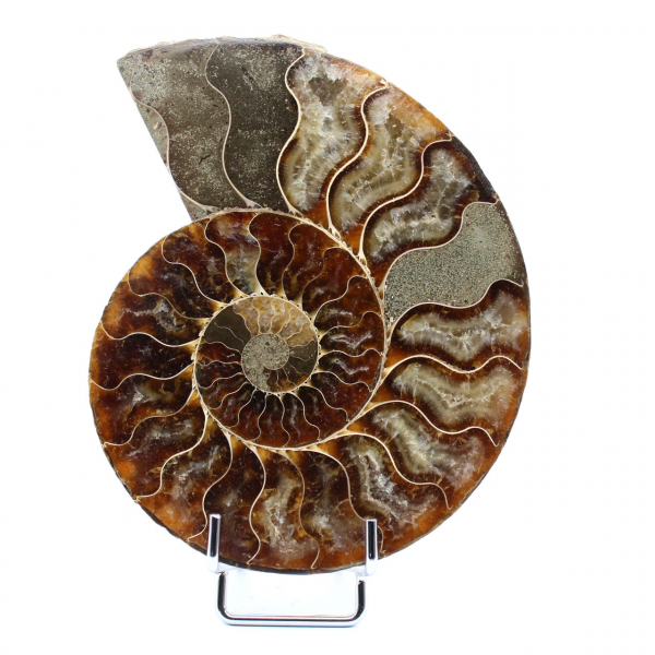 Ammonite fossile del Madagascar