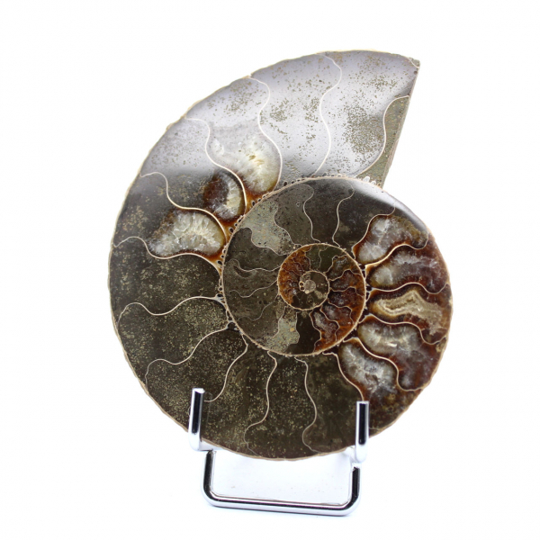 ammonite fossilizzata