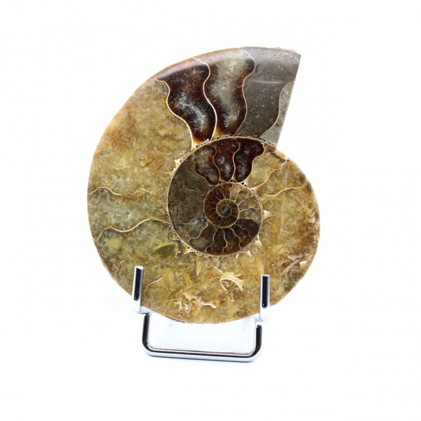 Ammonite lucidata naturale del Madagascar