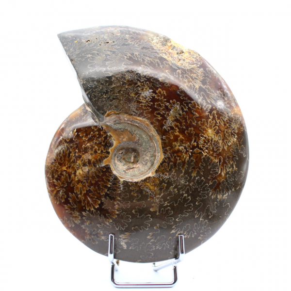 Ammonite intera danneggiata