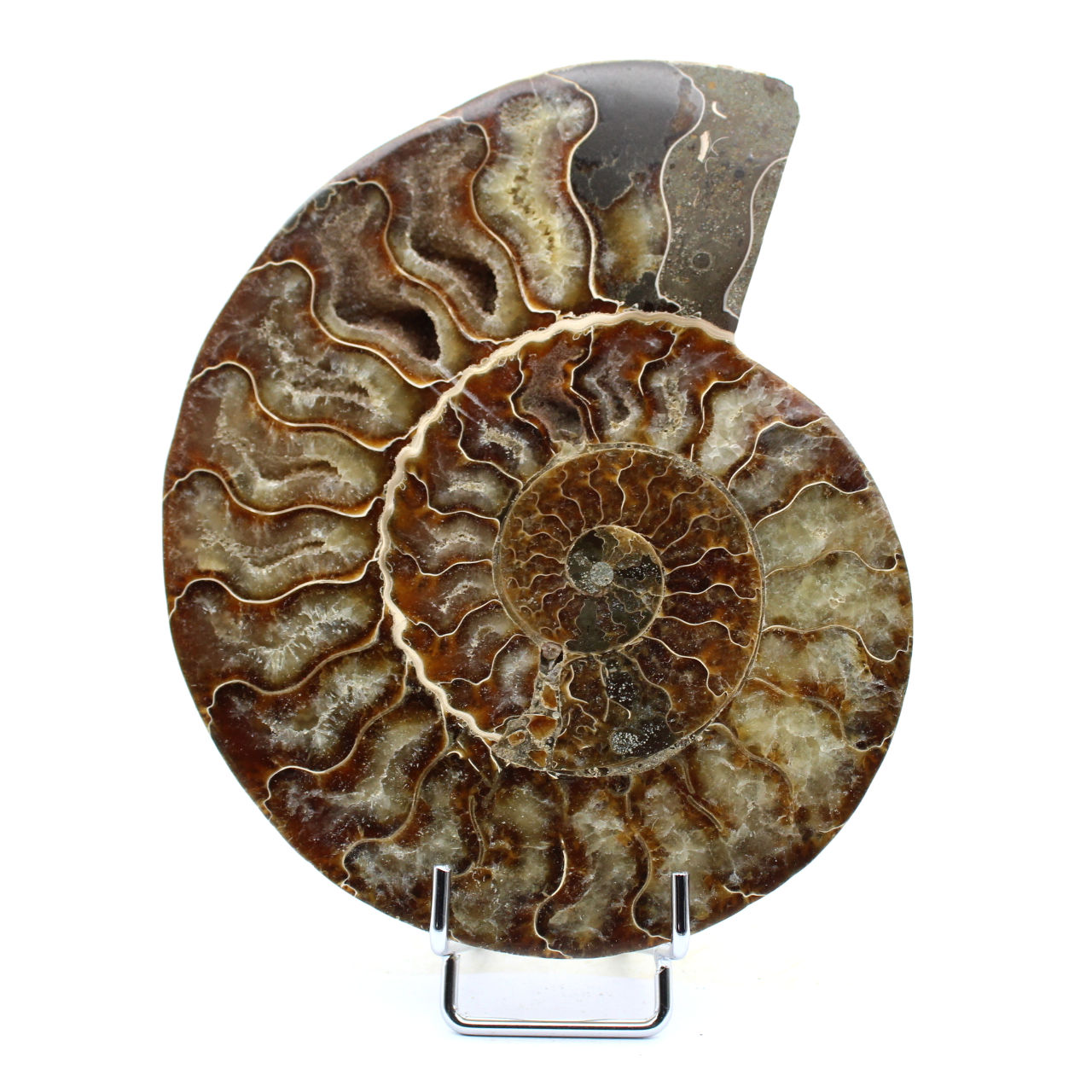 Ammonite fossile del Madagascar