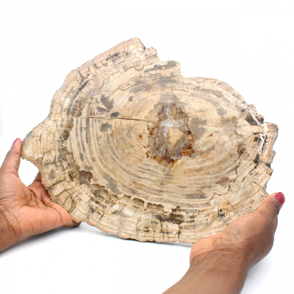 Roccia legno fossile 1kg