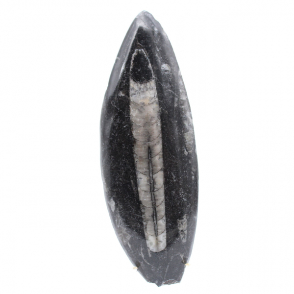 Orthoceras lucidato