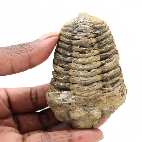 Trilobite dal Marocco