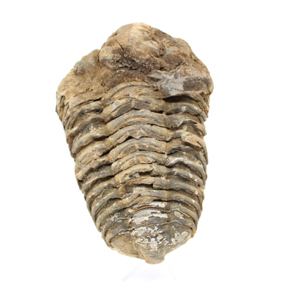 Trilobite dal Marocco