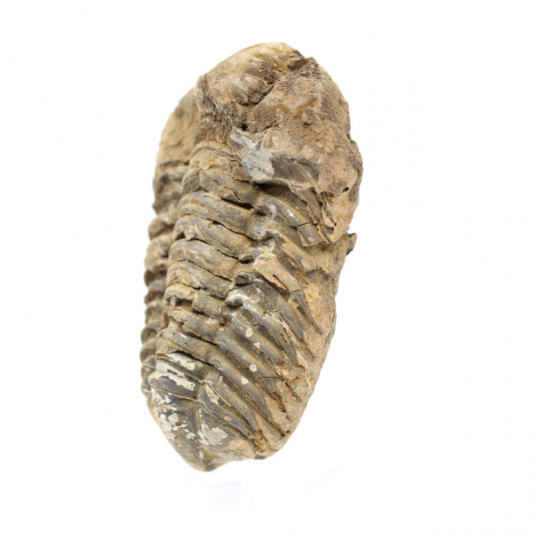 Trilobite dal Marocco