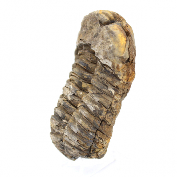 Trilobite fossile