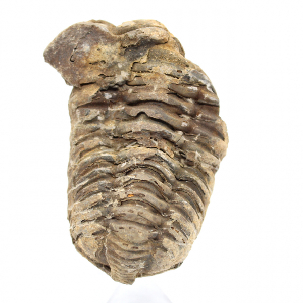 Trilobite fossile proveniente dal Marocco