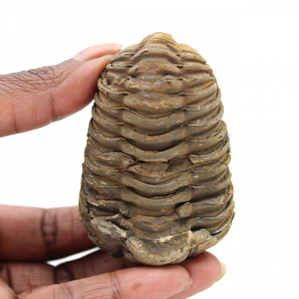 Trilobite grezzo