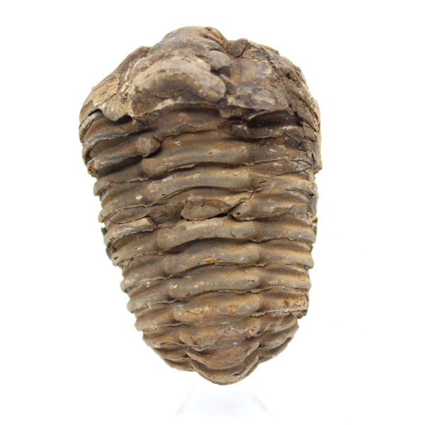 Trilobite grezzo