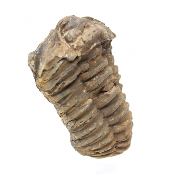 Trilobite grezzo