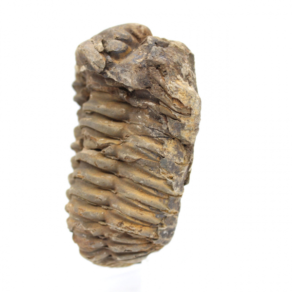 Trilobite grezzo