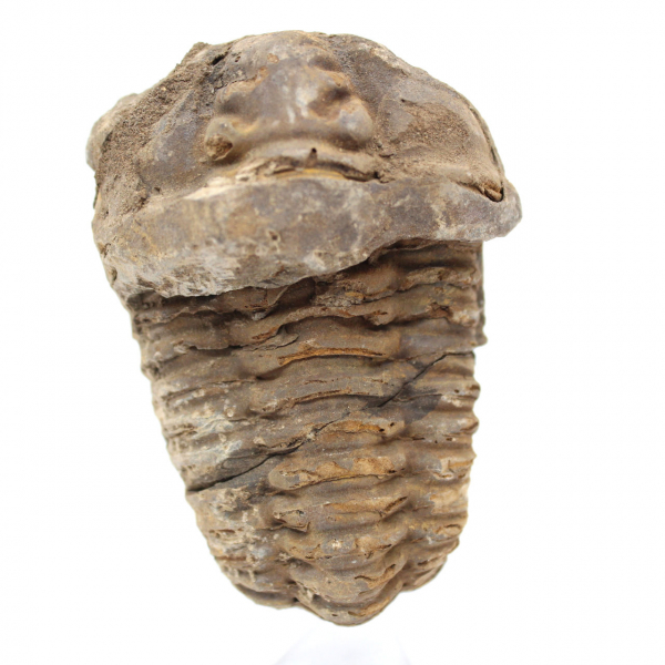 Trilobite fossile grezzo