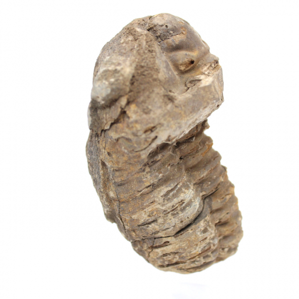 Trilobite fossile grezzo