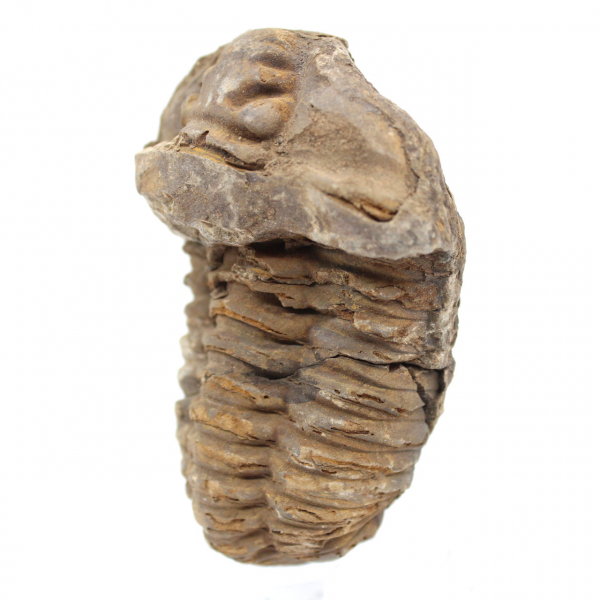 Trilobite fossile grezzo