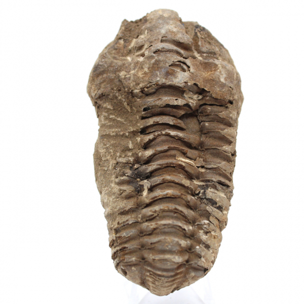 Trilobite