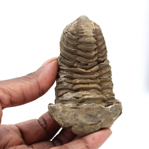 Trilobite dal Marocco