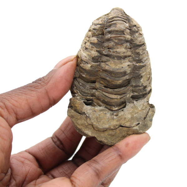 Trilobite dal Marocco