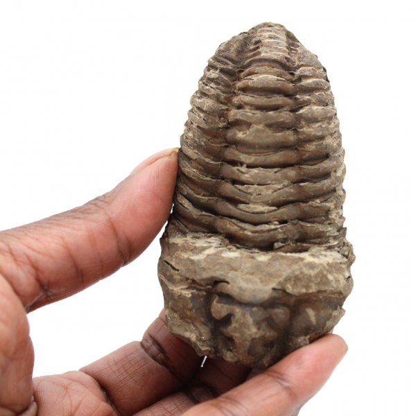 Trilobite dal Marocco