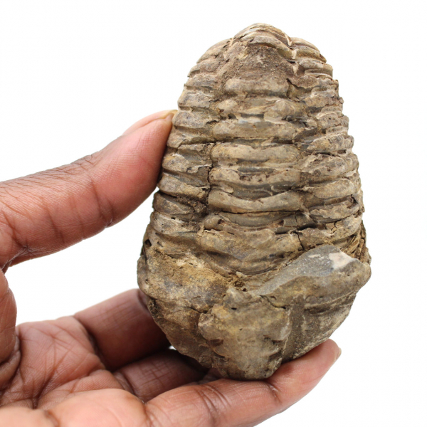 Trilobite dal Marocco