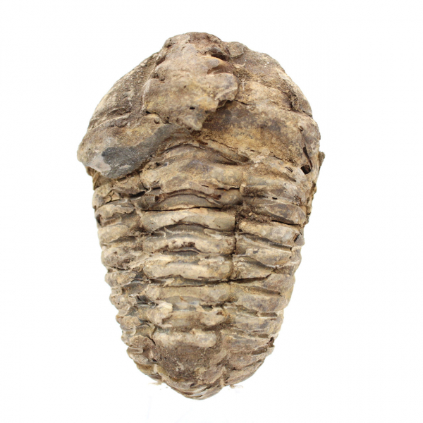 Trilobite dal Marocco