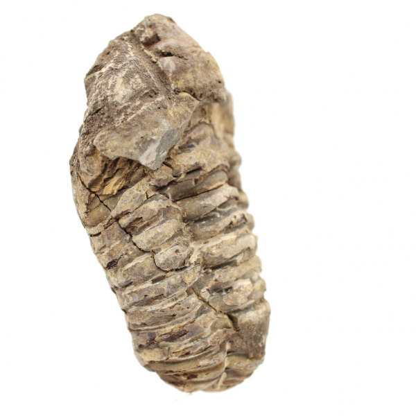 Trilobite dal Marocco