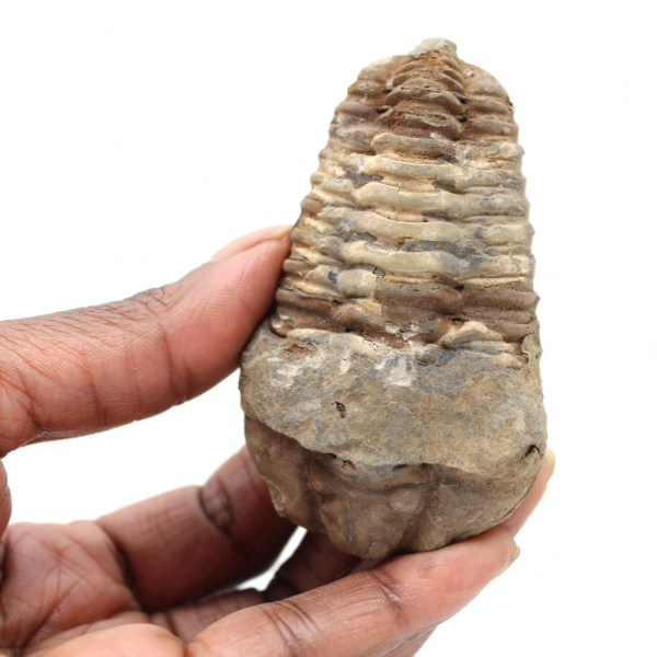 Trilobite dal Marocco