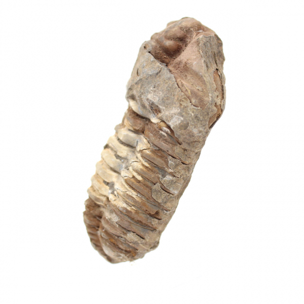 Trilobite fossile