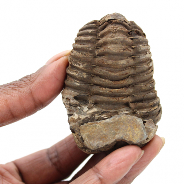 Trilobite fossile del Marocco