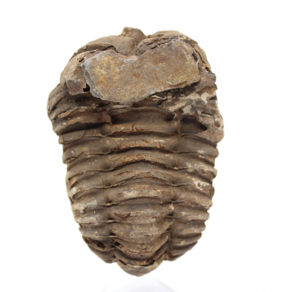 Trilobite fossile del Marocco