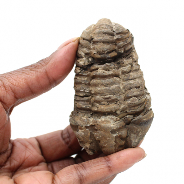 Fossile di trilobite dal Marocco