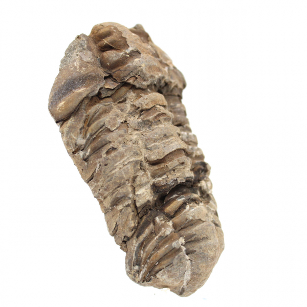 Fossile di trilobite dal Marocco