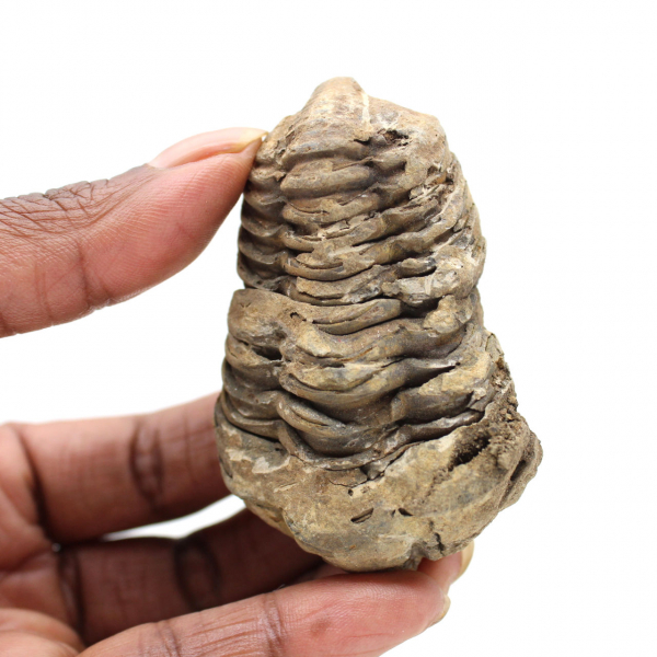 Fossile di trilobite Marocco